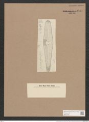 Gomphonema elegans Grun. (de-Toni-Nr.: Genus 37, Species 1764) Zeichnungen Sammlung Grunow Nr. 3515 (NHMW-BOT-W0371079)